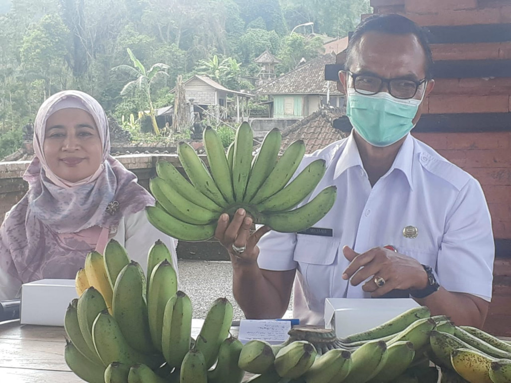Gandeng Kementerian Pertanian, Badung Kembangkan Pisang Barangan Jumbo (Bajo)